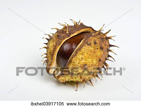 Chestnut in the cupule View Large Photo Image Stock Photography - Chestnut in the cupule. Fotosearch