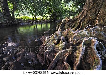 Stock Photography - "Chestnut tree at a river, Taveuni, Fiji, Oceania". Fotosearch