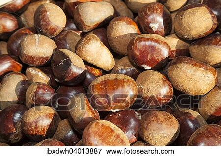 "Chestnuts (Castanea sativa), Germany, Europe" View Large Photo Image Stock Photo - "Chestnuts (Castanea sativa), Germany, Europe". Fotosearch