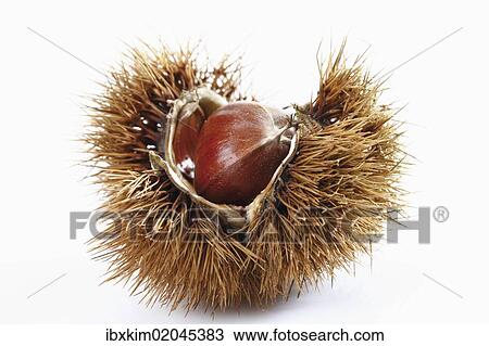 Stock Image - "Chestnuts, edible nuts, sweet chestnut (Castanea sativa)". Fotosearch