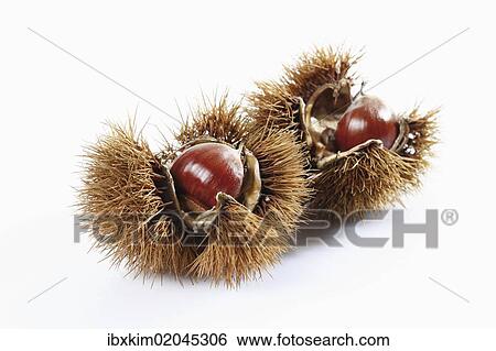 Stock Photograph - "Chestnuts, edible nuts, sweet chestnut (Castanea sativa)". Fotosearch