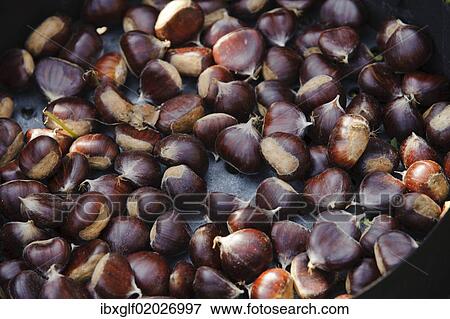 "Chestnuts, wine region, Southern Styria, Styria, Austria, Europe" View Large Photo Image Stock Photo - "Chestnuts, wine region, Southern Styria, Styria, Austria, Europe". Fotosearch