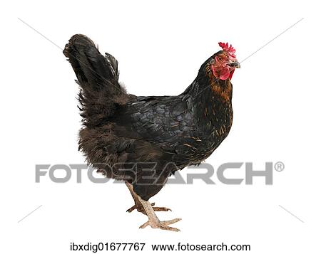 "Chicken (Gallus gallus domesticus), hybrid Australorp hen" View Large Photo Image Stock Photo - "Chicken (Gallus gallus domesticus), hybrid Australorp hen". Fotosearch