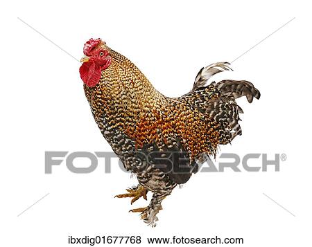 "Chicken (Gallus gallus domesticus), Bantam Crele Bantam cockerel" View Large Photo Image Stock Photo - "Chicken (Gallus gallus domesticus), Bantam Crele Bantam cockerel". Fotosearch