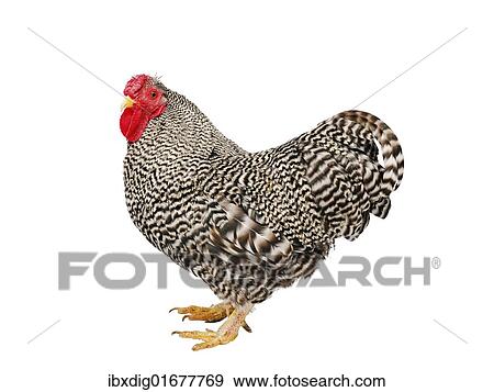 "Chicken (Gallus gallus domesticus), Wyandotte Bantam cockerel" View Large Photo Image Stock Photo - "Chicken (Gallus gallus domesticus), Wyandotte Bantam cockerel". Fotosearch