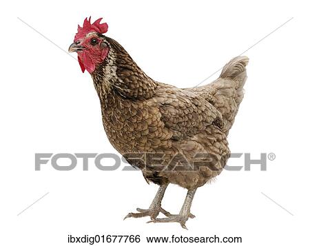 "Chicken (Gallus gallus domesticus), blue laced red Wyandotte hen" View Large Photo Image Stock Photograph - "Chicken (Gallus gallus domesticus), blue laced red Wyandotte hen". Fotosearch