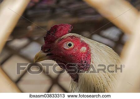 "Chicken in a basket, poultry market, Sampatong, Chiang Mai, Chiang Mai province, Thailand, Asia" View Large Photo Image Stock Image - "Chicken in a basket, poultry market, Sampatong, Chiang Mai, Chiang Mai province, Thailand, Asia". Fotosearch