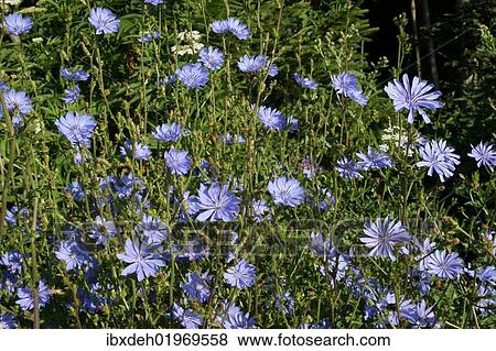 "Chicory (Cichorium intybus), Allgaeu, Bavaria, Germany, Europe" View Large Photo Image Stock Photo - "Chicory (Cichorium intybus), Allgaeu, Bavaria, Germany, Europe". Fotosearch