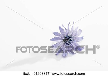 Chicory (Cichorium intybus) flower View Large Photo Image Stock Photo - Chicory (Cichorium intybus) flower. Fotosearch