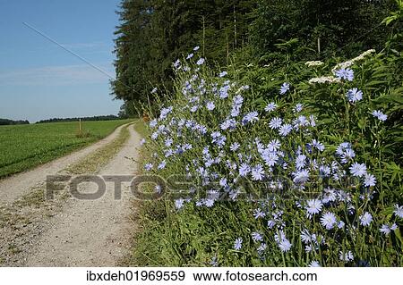 "Chicory (Cichorium intybus) on a dirt road, Allgaeu, Bavaria, Germany, Europe" View Large Photo Image Stock Photo - "Chicory (Cichorium intybus) on a dirt road, Allgaeu, Bavaria, Germany, Europe". Fotosearch