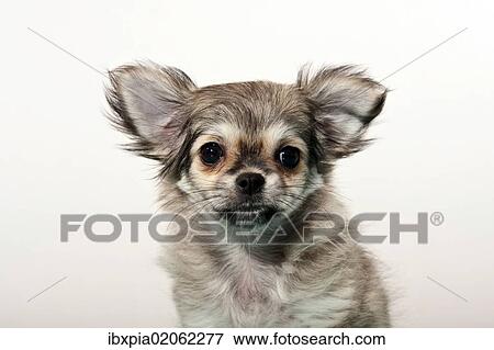 Chihuahua puppy View Large Photo Image Stock Photo - Chihuahua puppy. Fotosearch