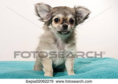 Chihuahua puppy View Large Photo Image Stock Photo - Chihuahua puppy. Fotosearch