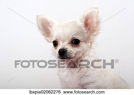 Chihuahua puppy View Large Photo Image Stock Photograph - Chihuahua puppy. Fotosearch
