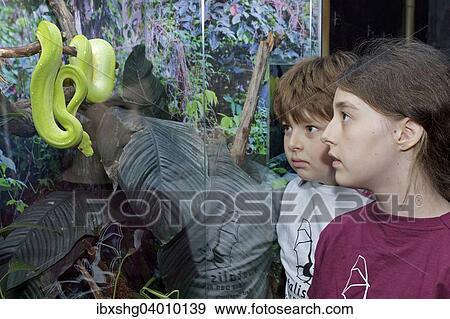 "Children watching a Green Tree Python (Morelia viridis), Noctalis bat station, Bad Segeberg, Schleswig-Holstein" View Large Photo Image Stock Photo - "Children watching a Green Tree Python (Morelia viridis), Noctalis bat station, Bad Segeberg, Schleswig-Holstein". Fotosearch