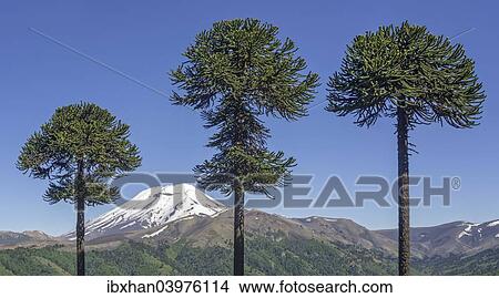 "Chilean Araucaria (Araucaria araucana) and Lonquimay volcano, Lonquimay, Araucania Region, Chile, South America" View Large Photo Image Picture - "Chilean Araucaria (Araucaria araucana) and Lonquimay volcano, Lonquimay, Araucania Region, Chile, South America". Fotosearch