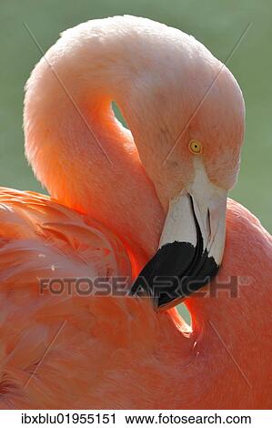 "Chilean Flamingo (Phoenicopterus chilensis), preening" View Large Photo Image Stock Image - "Chilean Flamingo (Phoenicopterus chilensis), preening". Fotosearch
