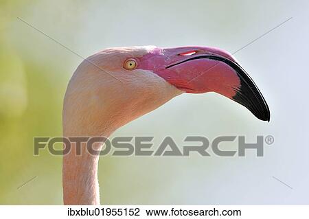 "Chilean Flamingo (Phoenicopterus chilensis), portrait" View Large Photo Image Stock Image - "Chilean Flamingo (Phoenicopterus chilensis), portrait". Fotosearch