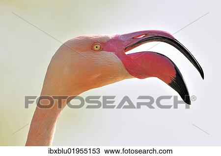 Stock Image - "Chilean Flamingo (Phoenicopterus chilensis), portrait". Fotosearch