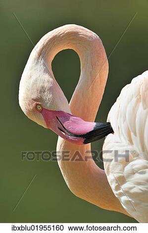 "Chilean Flamingo (Phoenicopterus chilensis), portrait" View Large Photo Image Stock Image - "Chilean Flamingo (Phoenicopterus chilensis), portrait". Fotosearch
