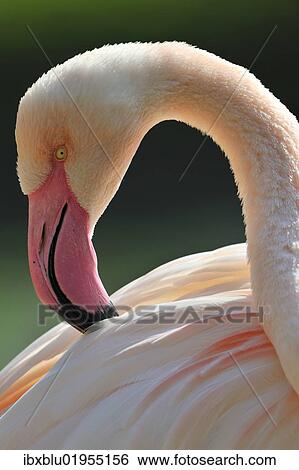 "Chilean Flamingo (Phoenicopterus chilensis), preening" View Large Photo Image Stock Photograph - "Chilean Flamingo (Phoenicopterus chilensis), preening". Fotosearch