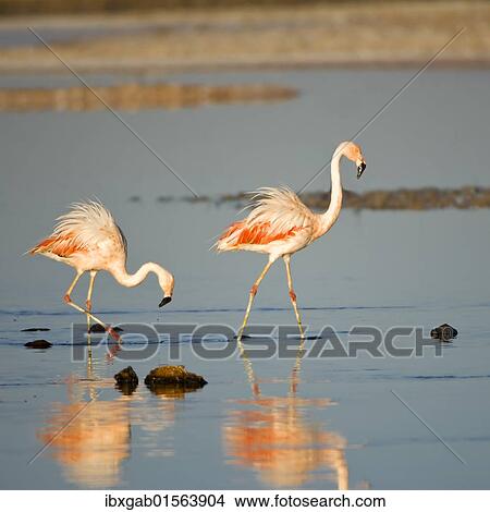 Picture - "Chilean Flamingos (Phoenicopterus chilensis), Laguna de Chaxa, Atacama desert, Chile, South America". Fotosearch