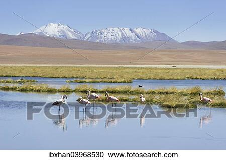 "Chilean Flamingos (Phoenicopterus chilensis) at a lake in the highlands, San Pedro de Atacama, Antofagasta Region, Chile, South America" View Large Photo Image Stock Image - "Chilean Flamingos (Phoenicopterus chilensis) at a lake in the highlands, San Pedro de Atacama, Antofagasta Region, Chile, South America". Fotosearch