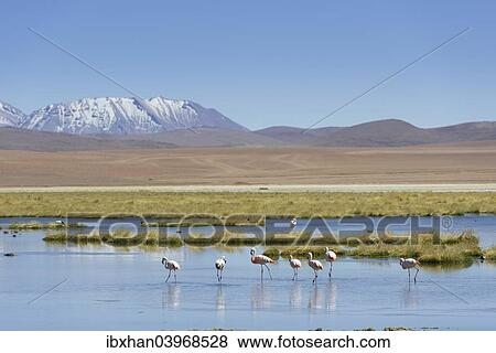 "Chilean Flamingos (Phoenicopterus chilensis) at a lake in the highlands, San Pedro de Atacama, Antofagasta Region, Chile, South America" View Large Photo Image Stock Photo - "Chilean Flamingos (Phoenicopterus chilensis) at a lake in the highlands, San Pedro de Atacama, Antofagasta Region, Chile, South America". Fotosearch