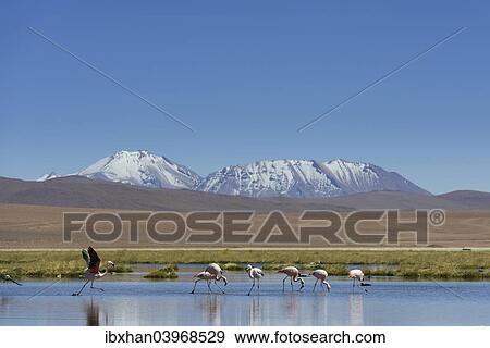 "Chilean Flamingos (Phoenicopterus chilensis) at a lake in the highlands, San Pedro de Atacama, Antofagasta Region, Chile, South America" View Large Photo Image Stock Photo - "Chilean Flamingos (Phoenicopterus chilensis) at a lake in the highlands, San Pedro de Atacama, Antofagasta Region, Chile, South America". Fotosearch