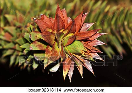 "Chilean monkey puzzle tree (Araucaria araucana), branches" View Large Photo Image Picture - "Chilean monkey puzzle tree (Araucaria araucana), branches". Fotosearch