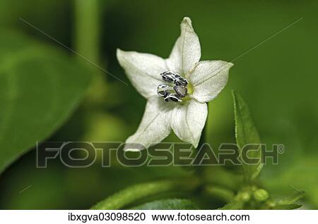 "Chili flower (Capsicum sp. ), Geneva, Canton of Geneva, Switzerland, Europe" View Large Photo Image Stock Image - "Chili flower (Capsicum sp. ), Geneva, Canton of Geneva, Switzerland, Europe". Fotosearch