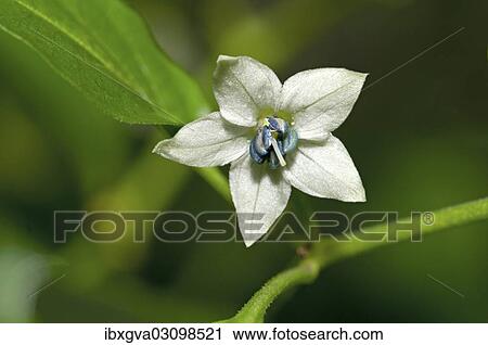 "Chili flower (Capsicum sp. ), Geneva, Canton of Geneva, Switzerland, Europe" View Large Photo Image Stock Image - "Chili flower (Capsicum sp. ), Geneva, Canton of Geneva, Switzerland, Europe". Fotosearch