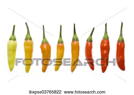 "Chili peppers, various stages of ripeness, yellow, orange, red" View Large Photo Image Stock Image - "Chili peppers, various stages of ripeness, yellow, orange, red". Fotosearch