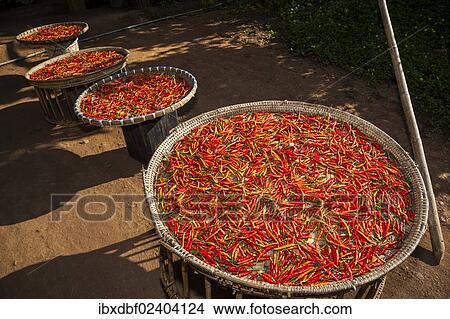 "Chilli (Capsicum sp. ), red chilli peppers drying in the sun, northern Thailand, Thailand, Asia" View Large Photo Image Picture - "Chilli (Capsicum sp. ), red chilli peppers drying in the sun, northern Thailand, Thailand, Asia". Fotosearch