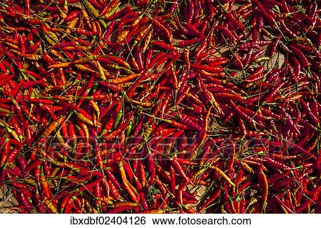 "Chilli (Capsicum sp. ), red chilli peppers drying in the sun, northern Thailand, Thailand, Asia" View Large Photo Image Stock Photograph - "Chilli (Capsicum sp. ), red chilli peppers drying in the sun, northern Thailand, Thailand, Asia". Fotosearch