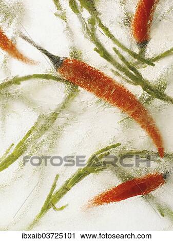 Chilli peppers in ice View Large Photo Image Stock Image - Chilli peppers in ice. Fotosearch