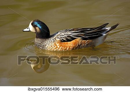 Stock Photograph - Chiloe wigeon (Anas sibilatrix). Fotosearch
