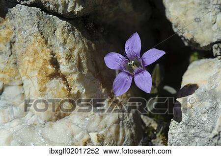 Stock Image - "Chiltern gentian (Gentianella germanica), Untersberg, Groedig, Salzburg, Austria, Europe". Fotosearch