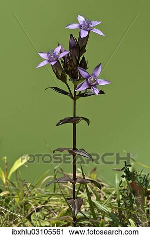 Stock Image - "Chiltern Gentian (Gentianella germanica), Degenfeld, Schwabische Alb, Baden-Wurttemberg, Germany, Europe". Fotosearch