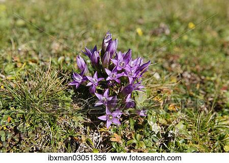 "Chiltern gentian (Gentianella germanica), Postalm, Salzkammergut, Salzburg State, Austria, Europe" View Large Photo Image Stock Photograph - "Chiltern gentian (Gentianella germanica), Postalm, Salzkammergut, Salzburg State, Austria, Europe". Fotosearch