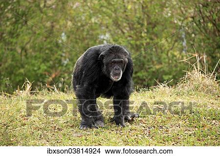 "Chimpanzee (Pan troglodytes troglodytes), male, captive, Miami, Florida, USA" View Large Photo Image Picture - "Chimpanzee (Pan troglodytes troglodytes), male, captive, Miami, Florida, USA". Fotosearch