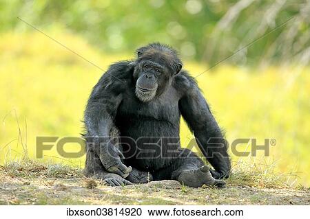 Stock Image - "Chimpanzee (Pan troglodytes troglodytes), male, captive, Miami, Florida, USA". Fotosearch
