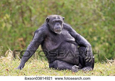 Stock Image - "Chimpanzee (Pan troglodytes troglodytes), female, captive, Miami, Florida, USA". Fotosearch