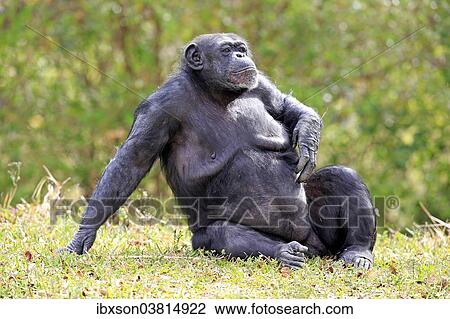 "Chimpanzee (Pan troglodytes troglodytes), female, captive, Miami, Florida, USA" View Large Photo Image Stock Image - "Chimpanzee (Pan troglodytes troglodytes), female, captive, Miami, Florida, USA". Fotosearch
