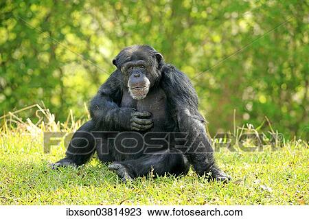 "Chimpanzee (Pan troglodytes troglodytes), male, captive, Miami, Florida, USA" View Large Photo Image Stock Image - "Chimpanzee (Pan troglodytes troglodytes), male, captive, Miami, Florida, USA". Fotosearch