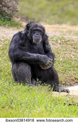 "Chimpanzee (Pan troglodytes troglodytes), male, captive, Miami, Florida, USA" View Large Photo Image Stock Photo - "Chimpanzee (Pan troglodytes troglodytes), male, captive, Miami, Florida, USA". Fotosearch