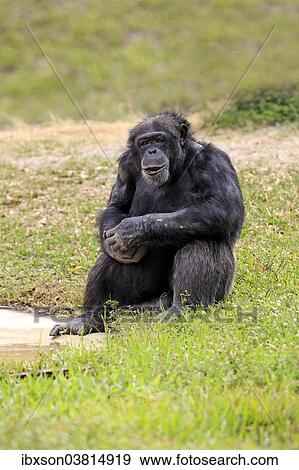 "Chimpanzee (Pan troglodytes troglodytes), male, captive, Miami, Florida, USA" View Large Photo Image Stock Photo - "Chimpanzee (Pan troglodytes troglodytes), male, captive, Miami, Florida, USA". Fotosearch