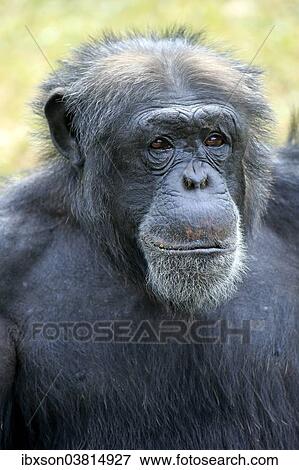 "Chimpanzee (Pan troglodytes troglodytes), male, portrait, captive, Miami, Florida, USA" View Large Photo Image Stock Photo - "Chimpanzee (Pan troglodytes troglodytes), male, portrait, captive, Miami, Florida, USA". Fotosearch