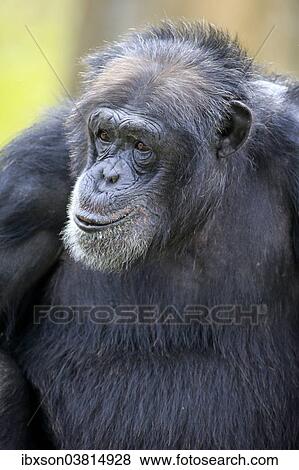 "Chimpanzee (Pan troglodytes troglodytes), male, portrait, captive, Miami, Florida, USA" View Large Photo Image Stock Photo - "Chimpanzee (Pan troglodytes troglodytes), male, portrait, captive, Miami, Florida, USA". Fotosearch