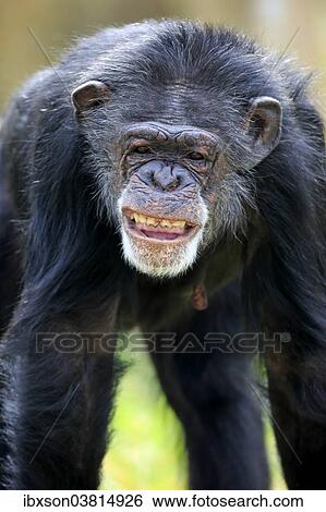 "Chimpanzee (Pan troglodytes troglodytes), male, grimace, captive, Miami, Florida, USA" View Large Photo Image Stock Photograph - "Chimpanzee (Pan troglodytes troglodytes), male, grimace, captive, Miami, Florida, USA". Fotosearch