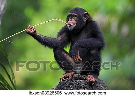 "Chimpanzee (Pan troglodytes troglodytes), young, feeding, captive, Africa" View Large Photo Image Stock Photograph - "Chimpanzee (Pan troglodytes troglodytes), young, feeding, captive, Africa". Fotosearch